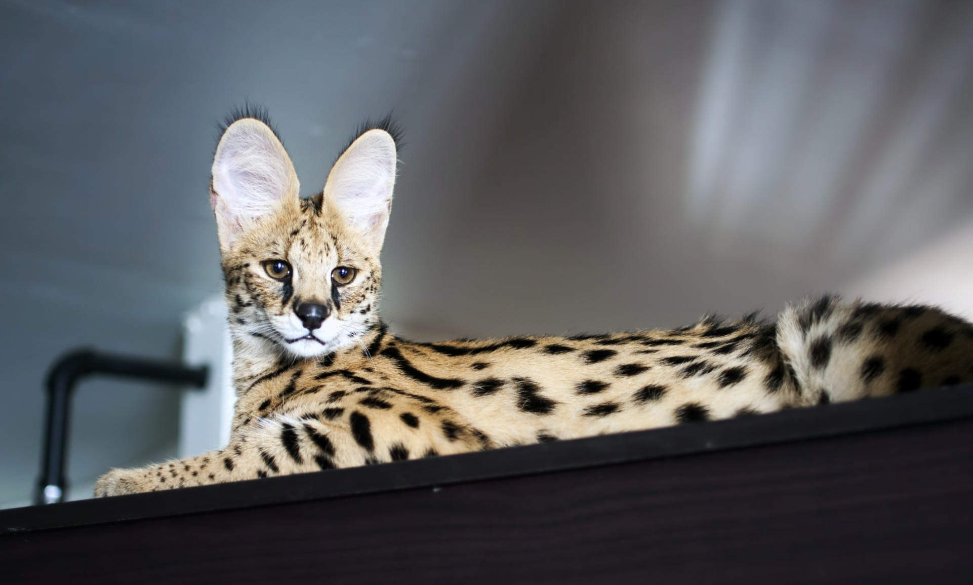 Savannah cat portrait